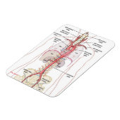 WAAROM AORTA!! Magneten (Linkerzijde)