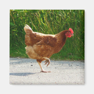 Waarom heeft de Chicken Cross de weg bewandeld? Magneet