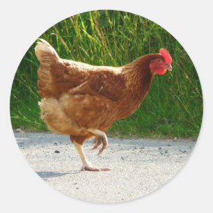 Waarom heeft de Chicken Cross de weg bewandeld? Ronde Sticker