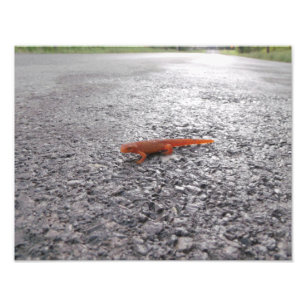 Waarom kruiste de salamander de weg? foto afdruk