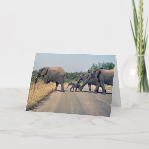 Waarom stak de olifant de weg over? (1) kaart