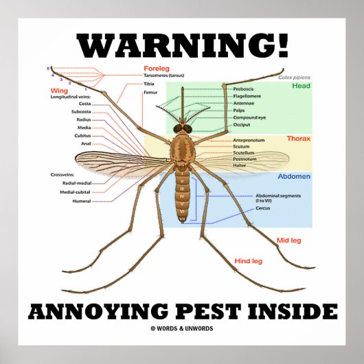 Waarschuwing! Annoying Pest Inside (muggenanatomie Poster (Voorkant)