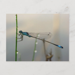 Wachten, Blauwe Damselfly macro Briefkaart