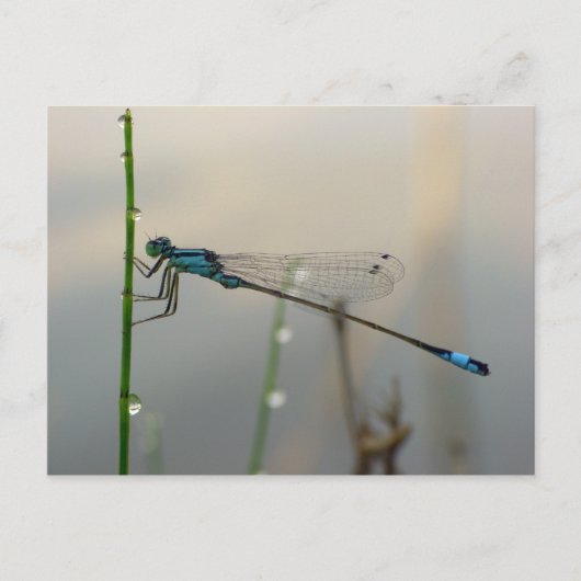 Wachten, Blauwe Damselfly macro Briefkaart (Voorkant)