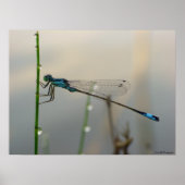 Wachten, Blue Damselfly dicht bij elkaar Poster (Voorkant)