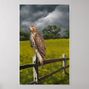 Wachten op het Storm - Red tail Hawk Poster
