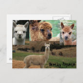 Wacky Alpaca Briefkaart (Voorkant / Achterkant)