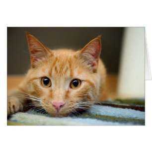 Waffles le chat de thérapie