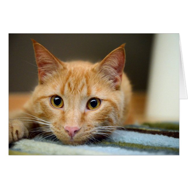 Waffles le chat de thérapie (Devant horizontal)