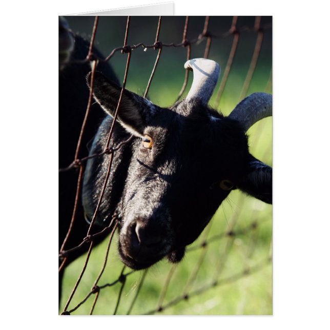 Wagon couvert Betty de Baaaad (Devant)