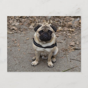 Waiting Pug Briefkaart