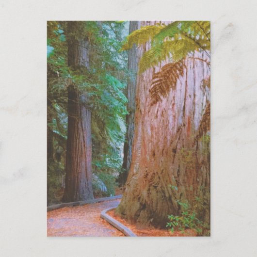 Wakawakareva Forest Briefkaart (Voorkant)