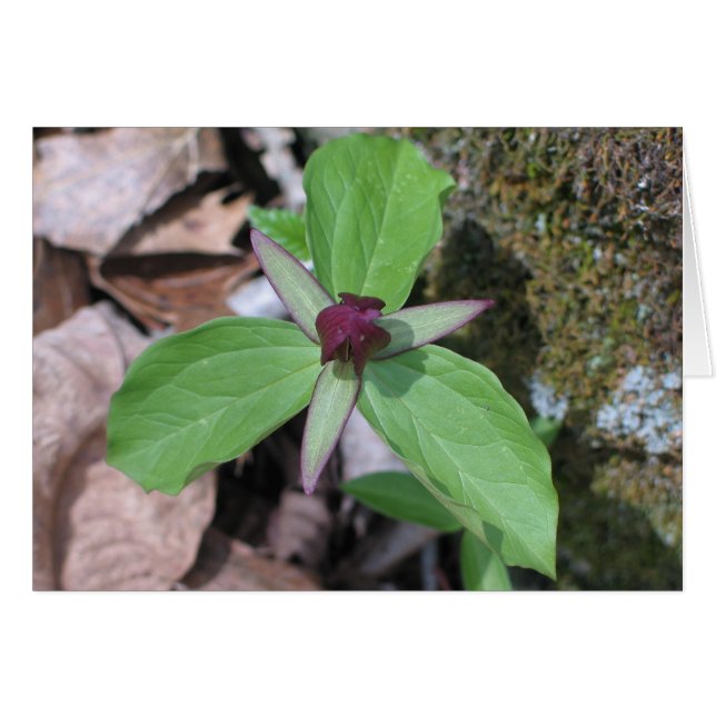 Wake Robin - Gepersonaliseerd2 (Voorkant Horizontaal)