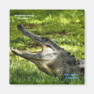Wakoahatchee Wetlands Alligator Fridge Magnet Magneet