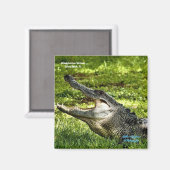 Wakoahatchee Wetlands Alligator Frigo Magnet (Recto/Verso)