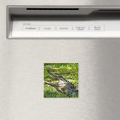 Wakoahatchee Wetlands Alligator Frigo Magnet (In Situ (Lave-vaisselle))