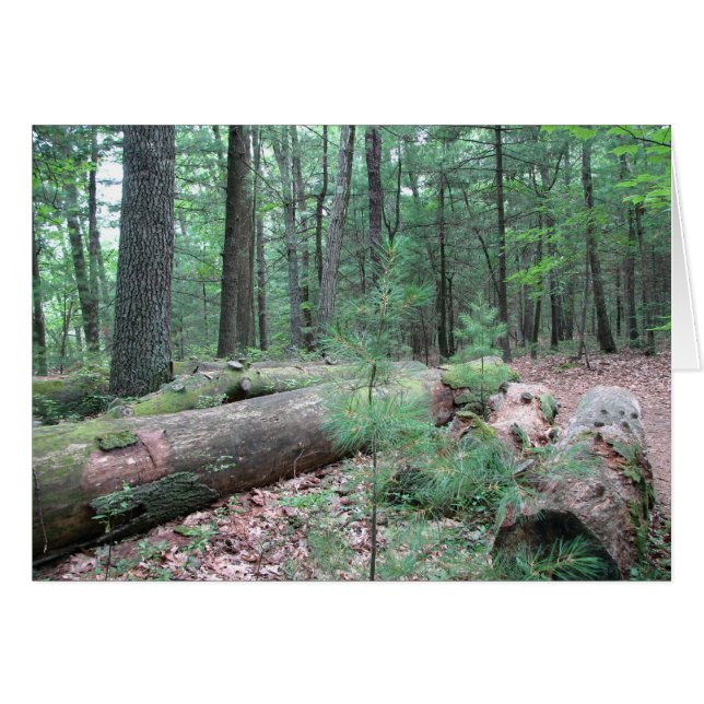 Walden Forest (Devant horizontal)