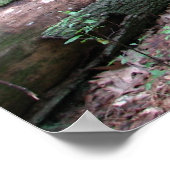 Walden Forest Poster (Hoek)