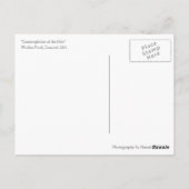 Walden Pond carte postale contemplative (Dos)