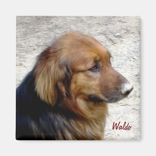 Waldo Magnet Magneet (Voorkant)