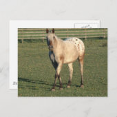 Walking Appaloosa Briefkaart (Voorkant / Achterkant)