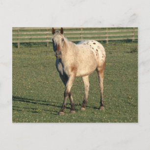 Walking Appaloosa Briefkaart