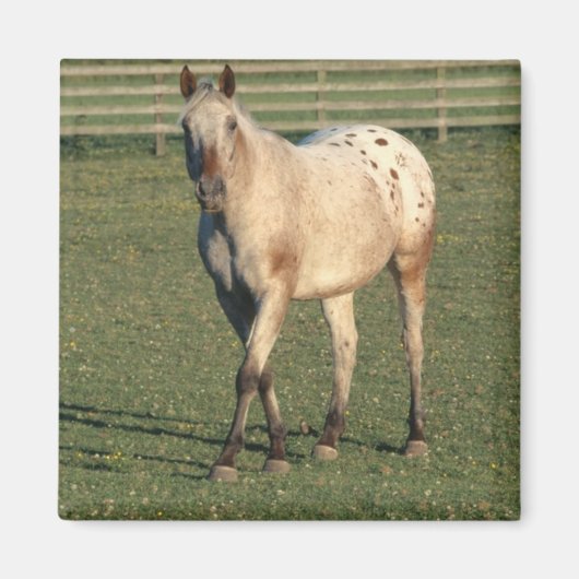 Walking Appaloosa Magneet (Voorkant)