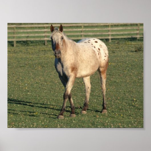 Walking Appaloosa Poster (Voorkant)
