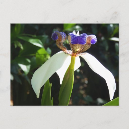 "Walking Iris 2." Briefkaart (Voorkant)