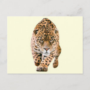 Walking Jaguar Eyes Briefkaart