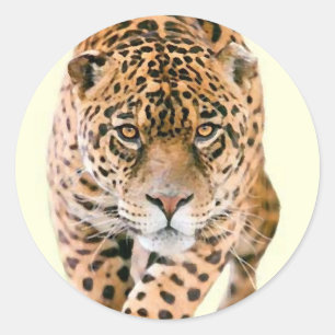 Walking Jaguar Eyes Ronde Sticker