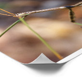 Walking Stick Poster (Hoek)