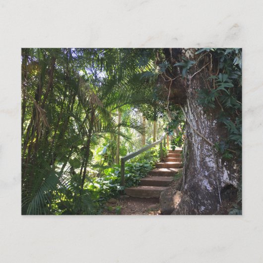 Walkway through a Tropical Forest, Kauai, Hawaii Briefkaart (Voorkant)