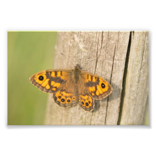 Wall Brown Butterfly Foto Afdruk