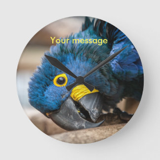 Wall clock featuring cute Hyacinth Macaw parrot Ronde Klok