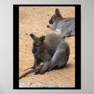 Wallabies Natuur Lovers Fuerteventura Vertical STI Poster