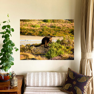 Wallaby aan de Riverside Canvas Afdruk