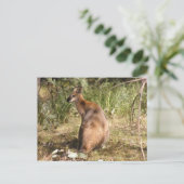 Wallaby Briefkaart (Staand voorkant)