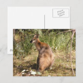 Wallaby Briefkaart (Voorkant / Achterkant)