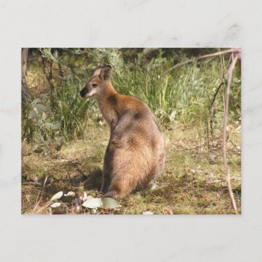 Wallaby Briefkaart (Voorkant)
