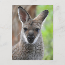 Wallaby Briefkaart