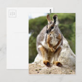 Wallaby Briefkaart (Voorkant / Achterkant)