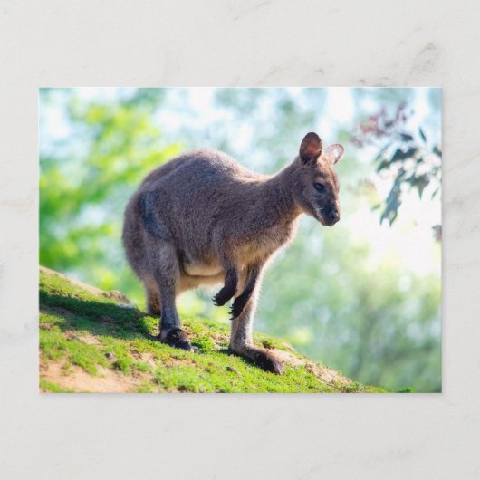 Wallaby Briefkaart (Voorkant)