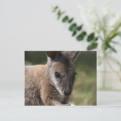 Wallaby Briefkaart (Staand voorkant)