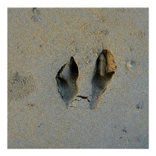 Wallaby Footprint in Sand Perfect Poster