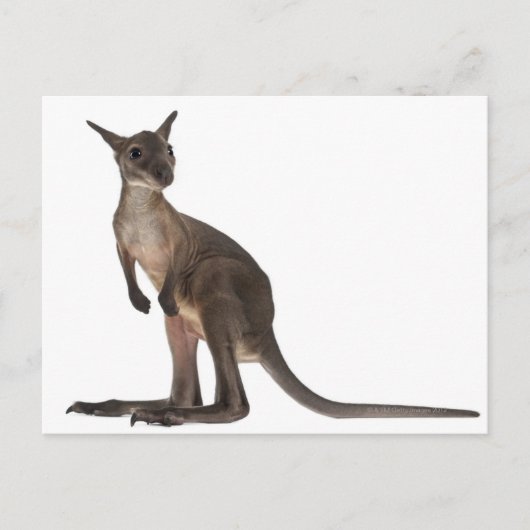 Wallaby - Macropus robustus (3 maanden oud) Briefkaart (Voorkant)