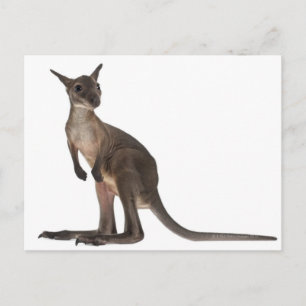 Wallaby - Macropus robustus (3 maanden oud) Briefkaart