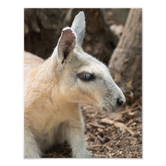Wallaby-profiel Foto Afdruk (Voorkant)