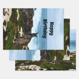 Wallaby Sur Les Rochers Balnéaires, Feuilles Cadea