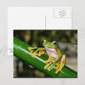 Wallace's Flying Frog, a/k/a Parachute Frog Briefkaart (Voorkant / Achterkant)